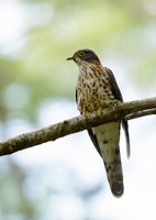 Large-hawk-cuckoo-(Hierococcyx-sparverioides)01
