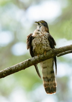 Large-hawk-cuckoo-(Hierococcyx-sparverioides)02