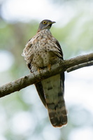 Large-hawk-cuckoo-(Hierococcyx-sparverioides)03