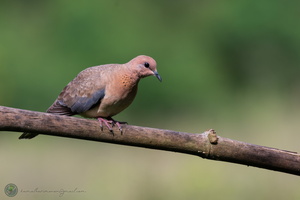 Laughing Dove (Spilopelia senegalensis)
