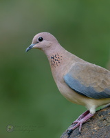 Laughing Dove (Spilopelia senegalensis)02