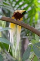 Lesser Bird-of-paradise (Paradisaea minor)02