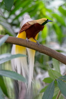 Lesser Bird-of-paradise (Paradisaea minor)04