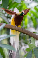 Lesser Bird-of-paradise (Paradisaea minor)03