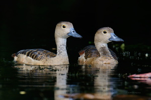 Lesser-whistling-duck-(Dendrocygna-javanica)