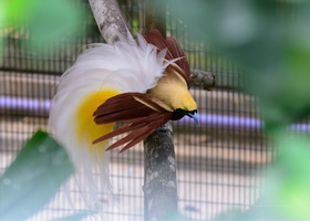 Lesser-bird-of-paradise-(Paradisaea-minor)