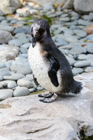 little-penguin-(Eudyptula-minor)