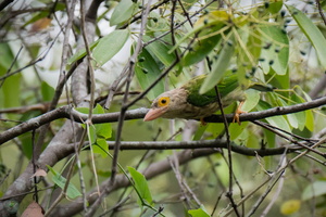 Lineated Barbet (Megalaima lineata)