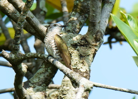 Little-Bronze-Cuckoo-(Chrysococcyx-minutillus)