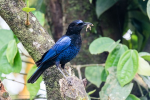 Malabar whistling thrush (Myophonus horsfieldii)