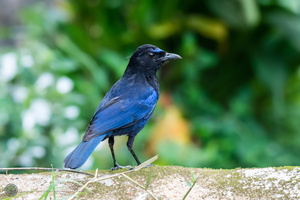 Malabar whistling thrush (Myophonus horsfieldii)01