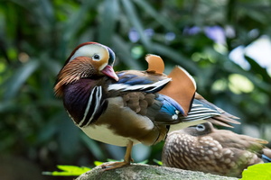 mandarin-duck-(Aix-galericulata)