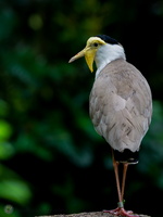 masked lapwing (Vanellus miles)01