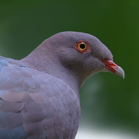 Maranon-pigeon-(Patagioenas-oenops)
