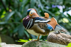 mandarin-duck-(Aix-galericulata)01
