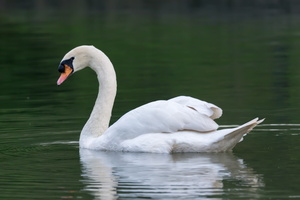 mute-swan-(Cygnus-olor)