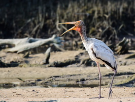 milky-stork-(Mycteria-cinerea)