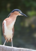 Nankeen-night-heron-(Nycticorax-caledonicus)