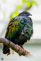 Nicobar pigeon (Caloenas nicobarica)04