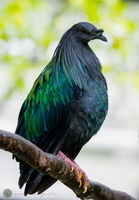 Nicobar pigeon (Caloenas nicobarica)03