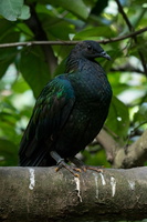 Nicobar-pigeon-(Caloenas-nicobarica)