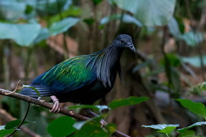 Nicobar-pigeon-(Caloenas-nicobarica)01