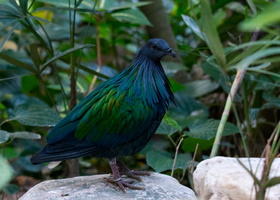 Nicobar-pigeon-(Caloenas-nicobarica)02