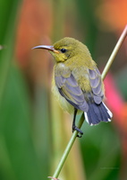 Olive-backed-sunbird-(Cinnyris-jugularis)