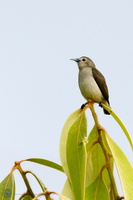 Nilgiri-flowerpecker(Dicaeum-concolor)
