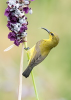 Olive-backed-sunbird-(Cinnyris-jugularis)01