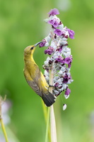 Olive-backed-sunbird-(Cinnyris-jugularis)02