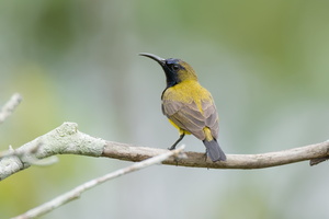 Olive-backed-sunbird-(Cinnyris-jugularis)03