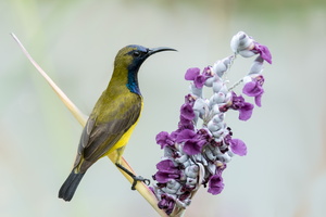 Olive-backed-sunbird-(Cinnyris-jugularis)04