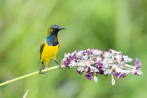Olive-backed-sunbird-(Cinnyris-jugularis)05