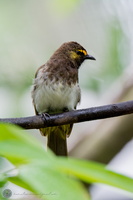 Orange-spotted Bulbul (Pycnonotus bimaculatus)