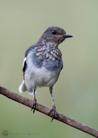 Oriental Magpie-robin (Copsychus saularis)