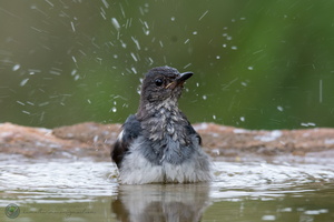 Oriental Magpie-robin (Copsychus saularis)01