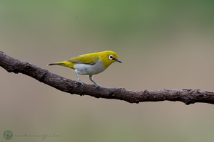 Oriental White-eye (Zosterops palpebrosus)