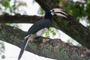 Oriental pied-hornbill (Anthracoceros albirostris)