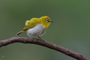 Oriental White-eye (Zosterops palpebrosus)01