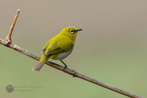 Oriental White-eye (Zosterops palpebrosus)02