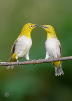 Oriental White-eye (Zosterops palpebrosus)03