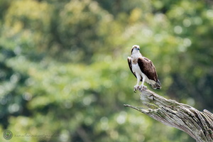 Osprey (Pandion haliaetus)