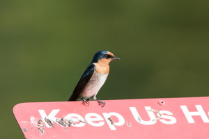 Pacific-swallow-(Hirundo-tahitica)