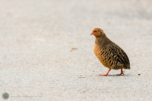 Painted Bush-quail (Perdicula erythrorhyncha)