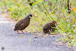 Painted Bush-quail (Perdicula erythrorhyncha)01
