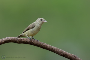 Pale-billed Flowerpecker (Dicaeum erythrorhynchos)