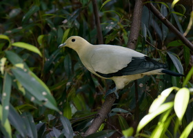 pied-imperial-pigeon-(Ducula-bicolor)