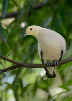 pied-imperial-pigeon-(Ducula-bicolor)01