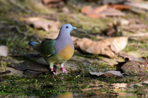 pink-necked-green-pigeon-(Treron-vernans)